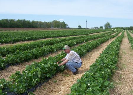farmer looking at strawberry patch in farm field