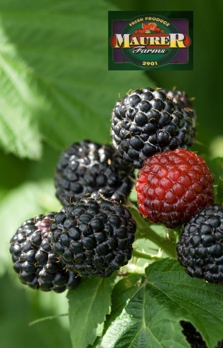 Pick Your Own Berries farm strawberries